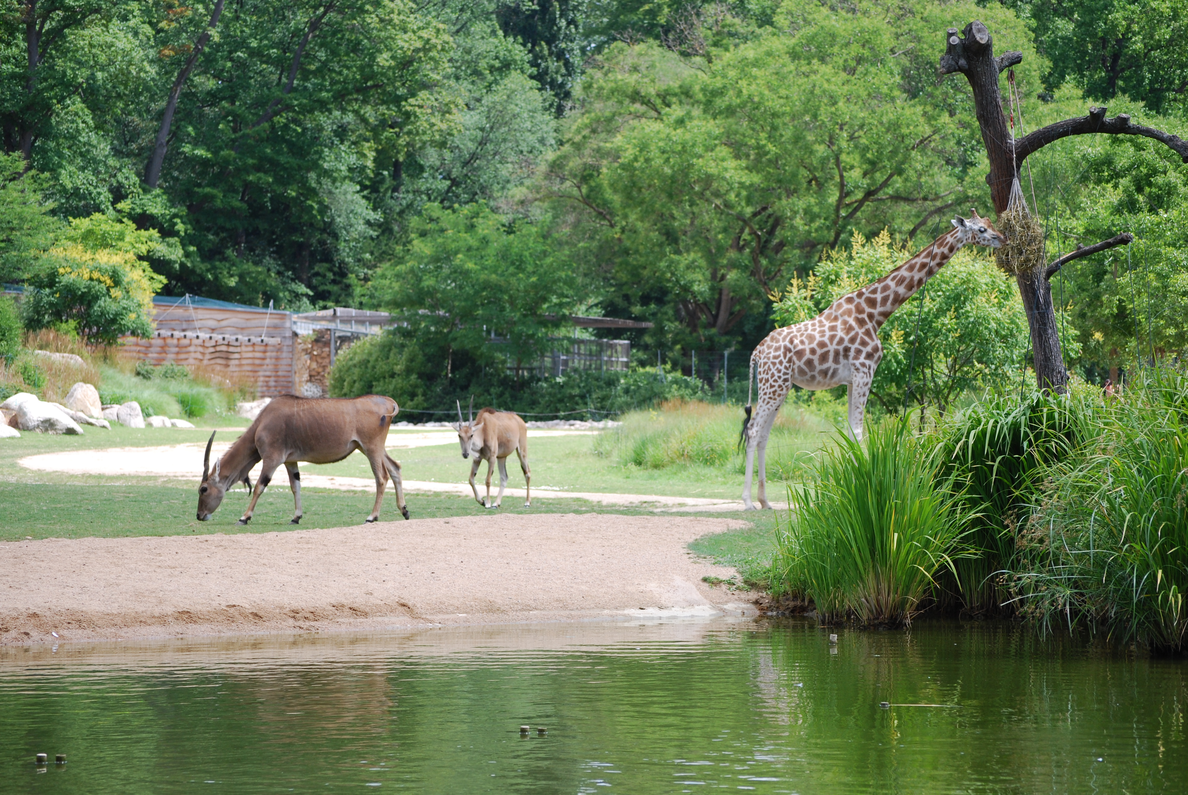 presentation on zoological park